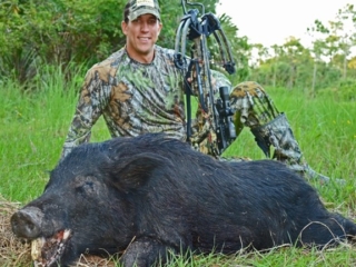 Florida Hogs