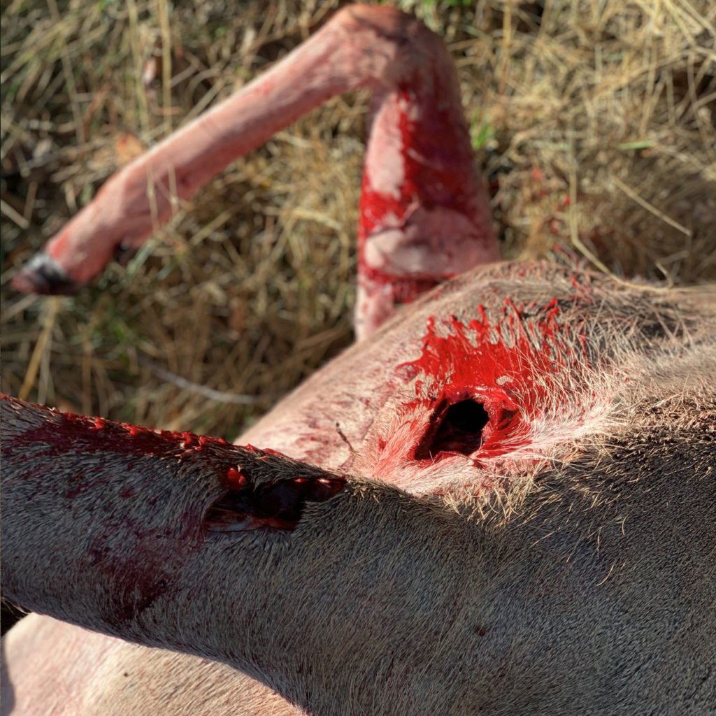 dk4-shot-newarchery